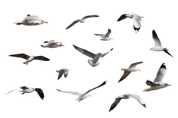 istock set of seagulls isolated on white background. 1069188644