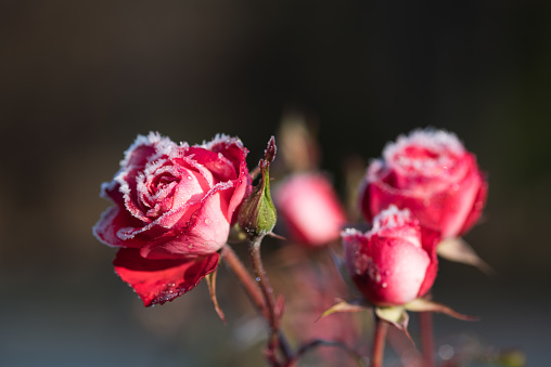 Roses draped with frost