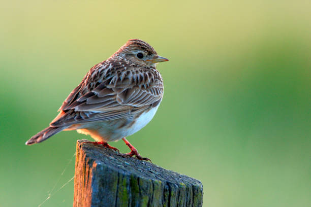 Single Skylark bird on a fence over Biebrza river wetlands in Poland stock photo