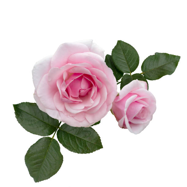 istock Pink rose flowers arrangement isolated on white 1069193462