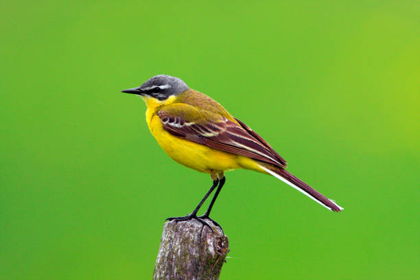 istock Single Yellow wagtail bird on a wooden fence stick 1069194180