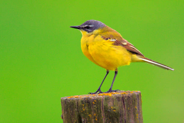 istock Single Yellow wagtail bird on a wooden fence stick 1069194242