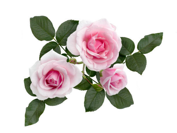 istock Pink rose flowers arrangement isolated on white 1069194264