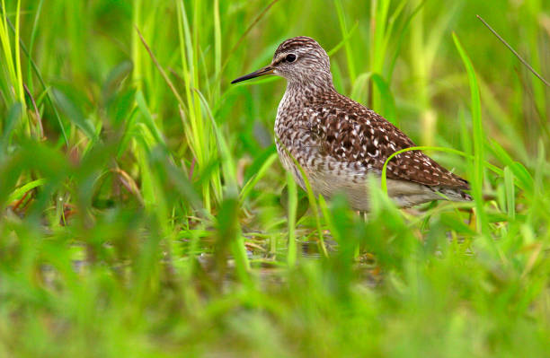 istock Single Wood sandpiper bird on grassy wetlands 1069195454