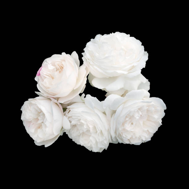 istock beautiful bouquet of white roses 1069195550