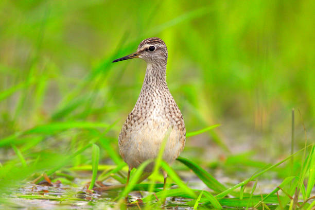 istock Single Wood sandpiper bird on grassy wetlands 1069195622