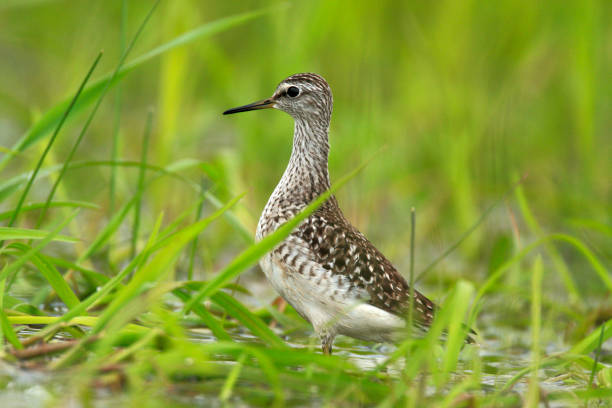 istock Single Wood sandpiper bird on grassy wetlands 1069195630