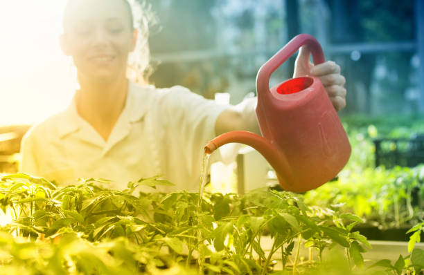 mujer del granjero riego germinados en invernadero - tomato genetic modification biotechnology green fotografías e imágenes de stock