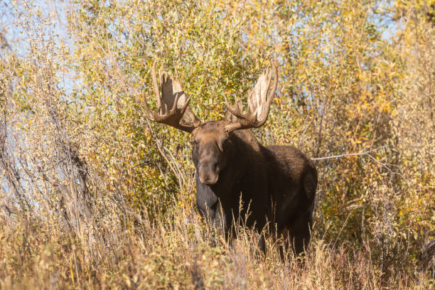 istock Bull Shiras Moose in Autumn 1069201860