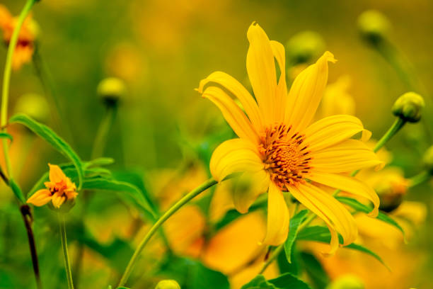 istock Tithonia diversipholia. Bua Tong yellow flower 1069204022