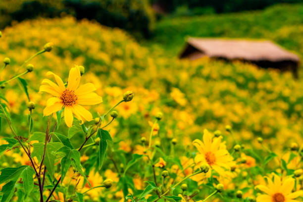 istock Tithonia diversipholia. Bua Tong yellow flower 1069204038
