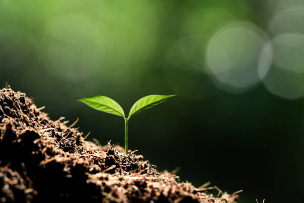 istock Young plant in the morning light on nature background 1069204600