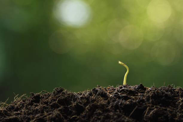 istock Young plant in the morning light on nature background 1069204612