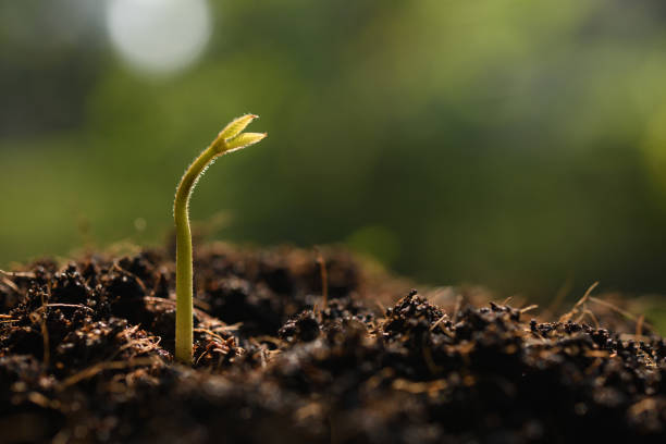 istock Young plant in the morning light on nature background 1069204688