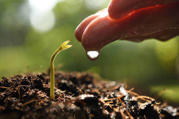 istock Farmer's hand watering a young plant on nature background 1069204696