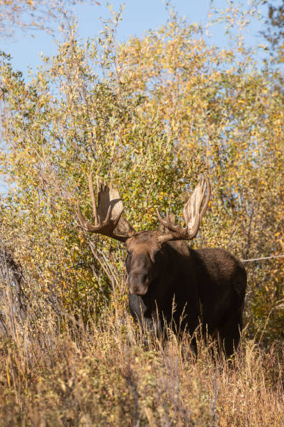 istock Bull Shiras Moose in Autumn 1069205008