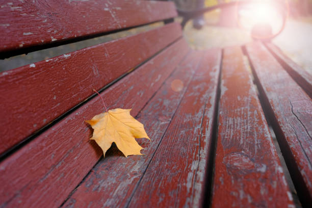 istock Autumn leaf on the bench in the city park 1069205308