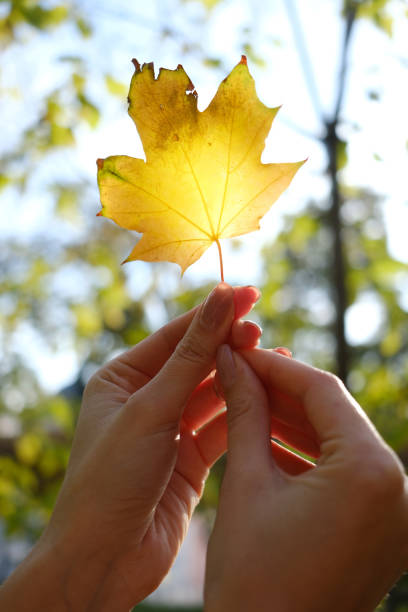istock Woman hand holding autumn color leaf 1069205560