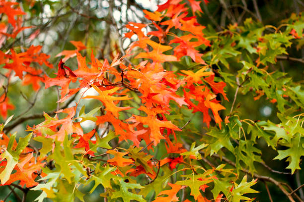 istock autumn leavesfor a background 1069213568