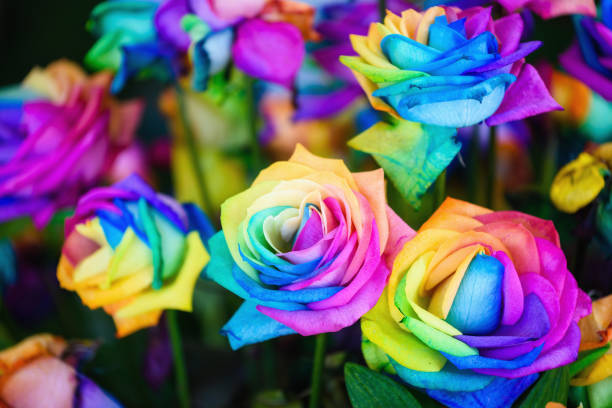 istock rainbow rose flowers with colorful petals. 1069214168