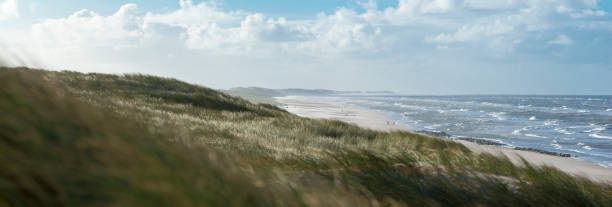 Breezy Beachgrass on Dunes at Hvide Sande (Denmark) with North Sea stock photo