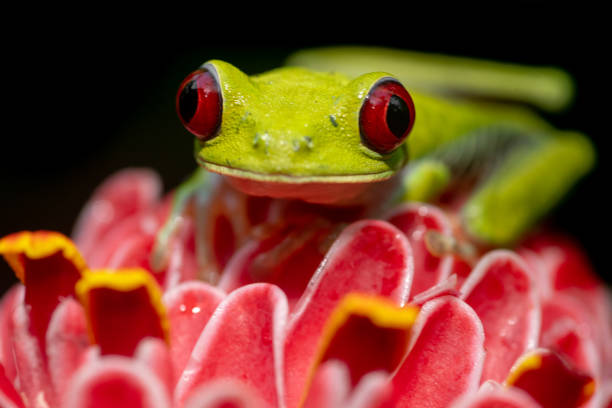 istock Red-eyed Tree Frog in Costa Rica 1069219002