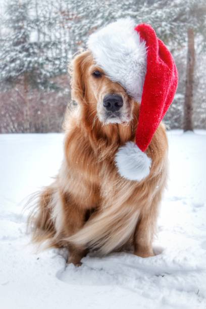 istock Golden Retriever Santa Claus in Snow 1069219362