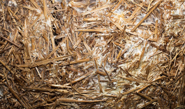 istock Straw for mushrooms cultivation 1069219760