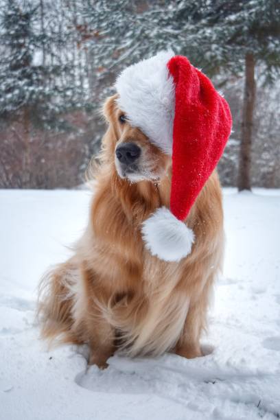 istock Golden Retriever Santa Claus in Snow 1069220304
