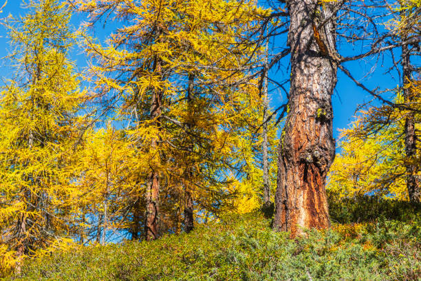 istock alpe devero autumn landscape 1069221578