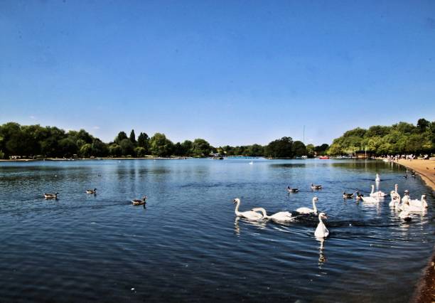 istock A picture of a Mute Swan 1069223208