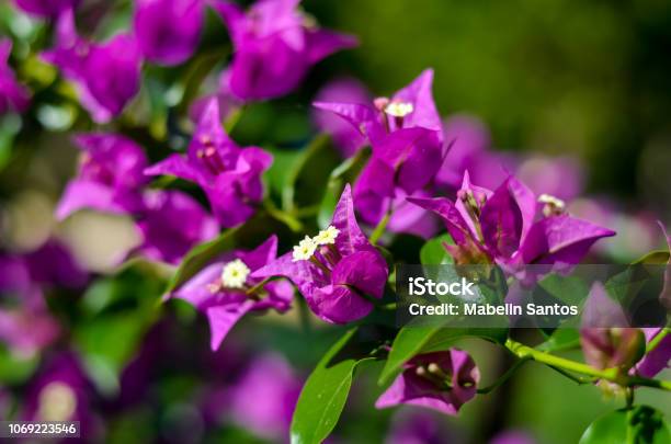 Purple Bougainvillea Flowers Stock Photo - Download Image Now - Beauty, Blossom, Bougainvillea