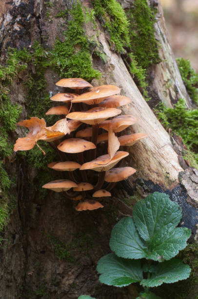 istock Flammulina velutipes mushrooms 1069231370