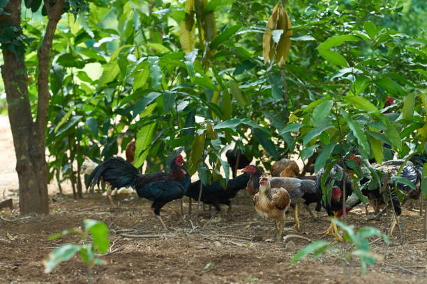 istock Group of chicken in garden yard or farm 1069231682