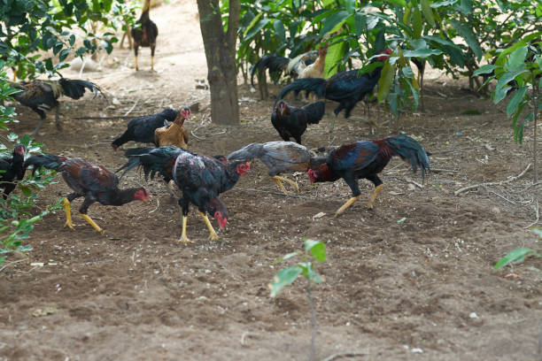 istock Group of hens ,chicken and cock in farm on soil 1069231978