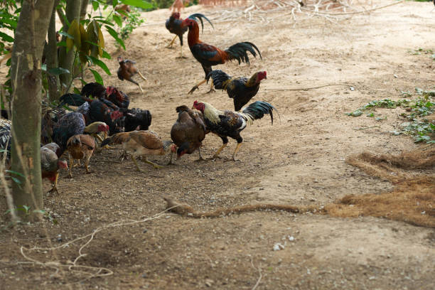 istock Group of hens ,chicken and cock in farm 1069232140