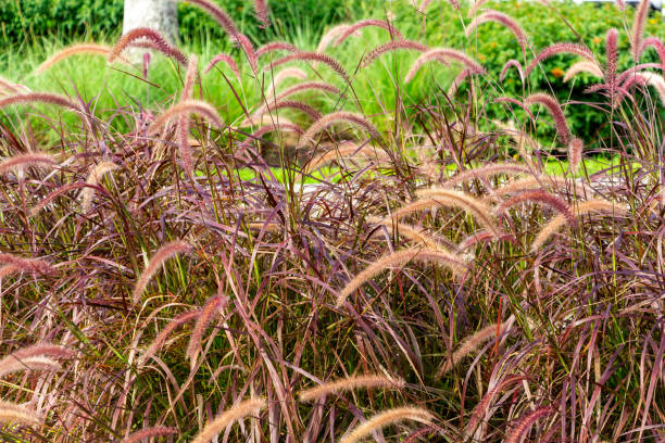 Purple Fountain Grass (Pennisetum setaceum rubrum) - Pembroke Pines, Florida, USA Purple fountain grass plant pennisetum stock pictures, royalty-free photos & images