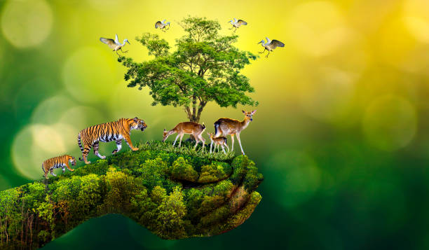 Conserve Forest Stock Photos, Pictures & Royalty-Free Images - iStock Conserve Forest Stock Photos, Pictures & Royalty-Free Images - iStock