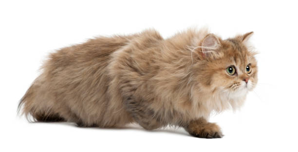 istock British Longhair cat, 4 months old, walking against white background 1069241270