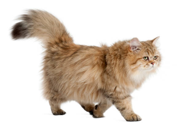 British Longhair cat, 4 months old, walking against white background British Longhair cat, 4 months old, walking against white background british longhair stock pictures, royalty-free photos & images