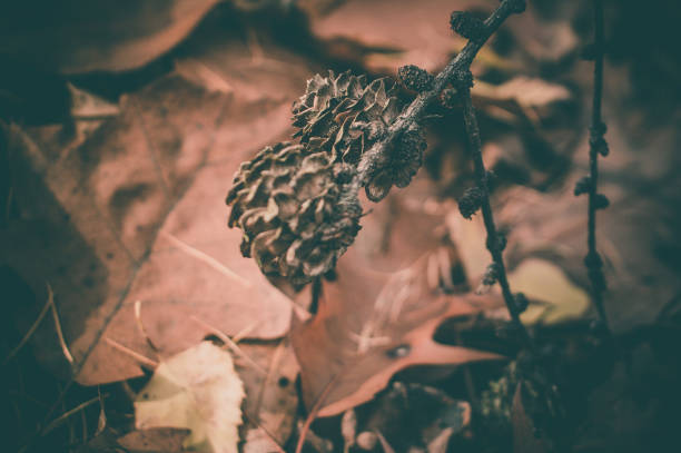 istock Autumn park, photos of details 1069241654