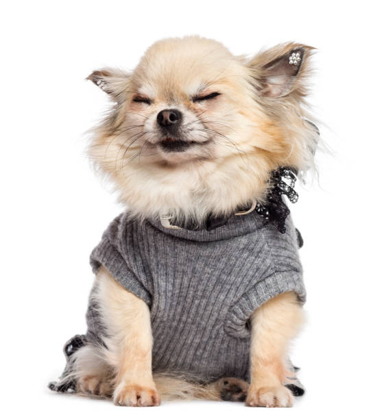 istock Chihuahua puppy, 4 months old, sitting and dressed  against white background 1069241882