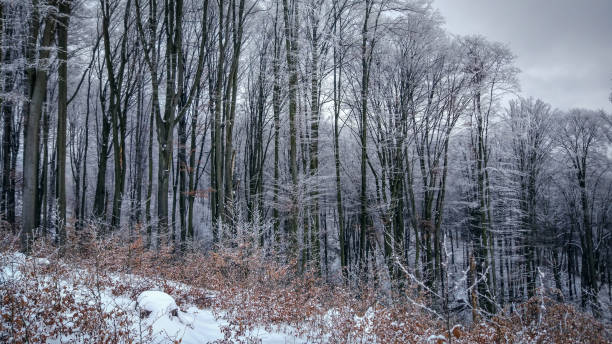 istock Winter landscapes of the Carpathians 1069244872