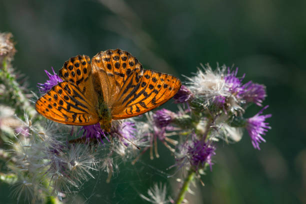 Silver Washed Fritillary Butterfly Silver Washed Fritillary nectaring on thistle head flowers in summertime. silver washed fritillary butterfly stock pictures, royalty-free photos & images