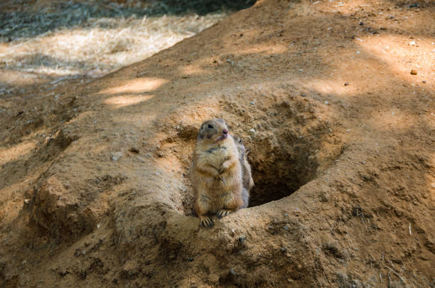 istock Prairie dogs are small animals that live underground 1069246598