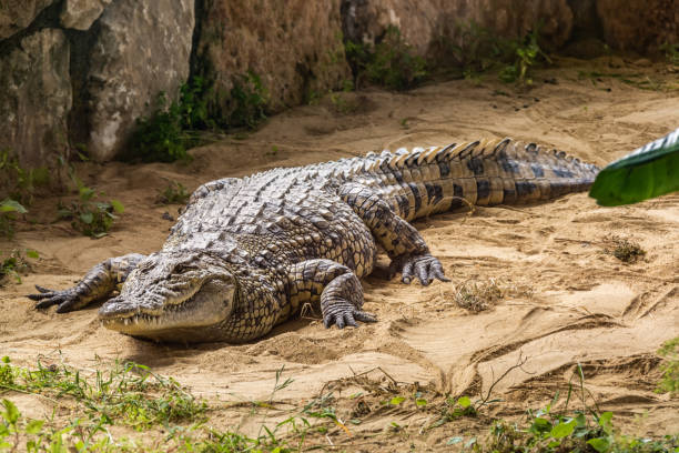 istock Crested crocodile - the largest animal of this species 1069248762