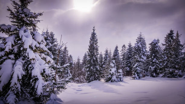 istock Winter landscapes of the Carpathians 1069249320