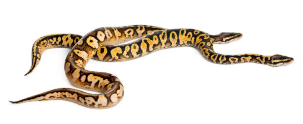 męski i żeński pastel calico royal python, pyton ball, python regius, przed białym tłem - royal python zdjęcia i obrazy z banku zdjęć