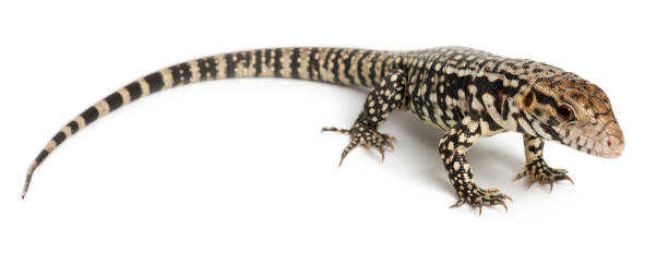 istock Blue Tegu, Tupinambis merianae, in front of white background 1069251008