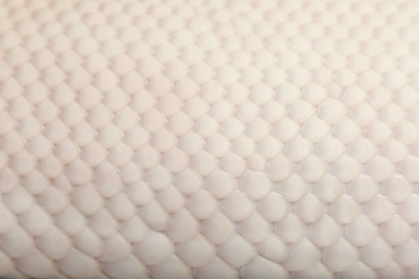 Ball Python Skin Under Microscope Ball Python Close Up Stock Photos, Pictures & Royalty-Free Images - iStock